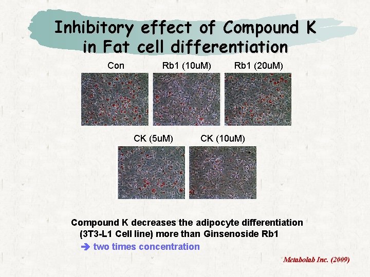 Inhibitory effect of Compound K in Fat cell differentiation Con Rb 1 (10 u.