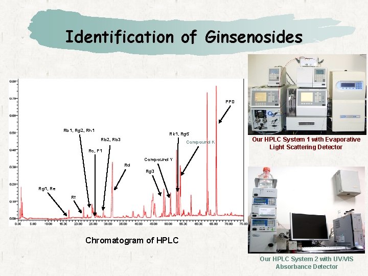 Identification of Ginsenosides PPD Rb 1, Rg 2, Rh 1 Rk 1, Rg 5