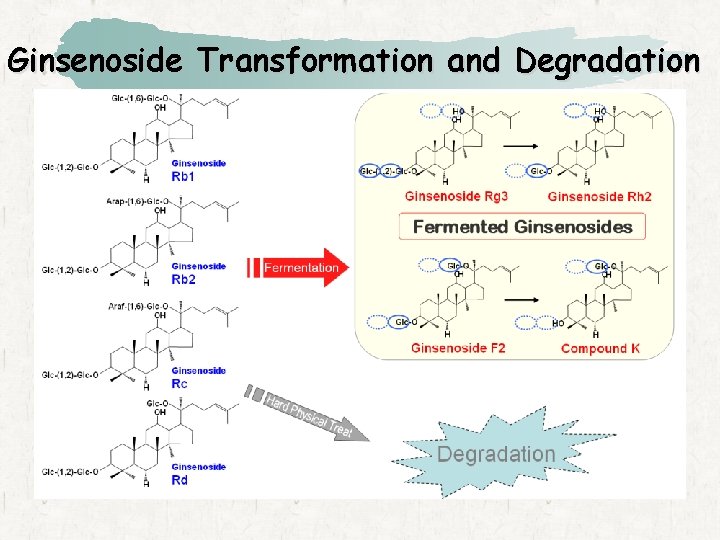 Ginsenoside Transformation and Degradation 