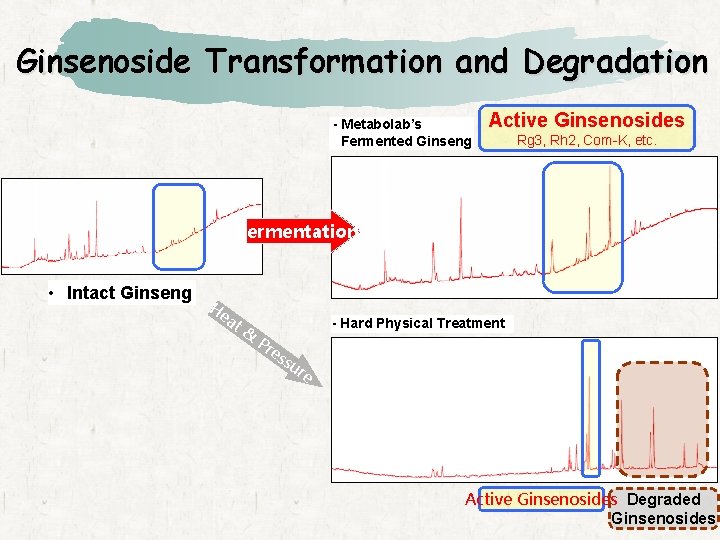 Ginsenoside Transformation and Degradation - Metabolab’s Fermented Ginseng Active Ginsenosides Rg 3, Rh 2,