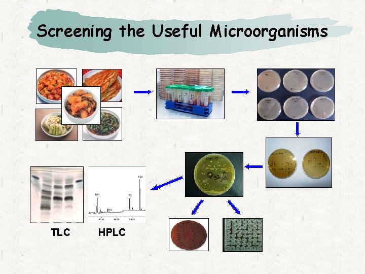 Screening the Useful Microorganisms TLC HPLC 