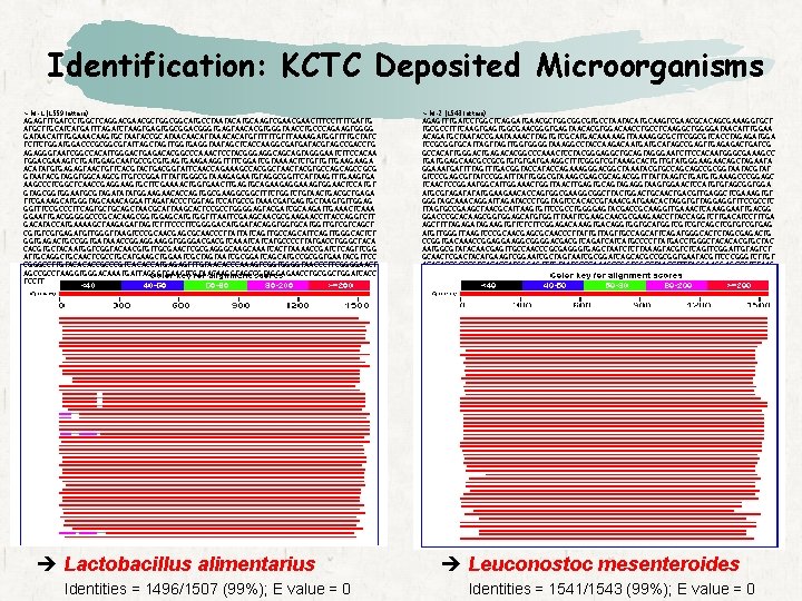 Identification: KCTC Deposited Microorganisms > M-1 (1559 letters) AGAGTTTGATCCTGGCTCAGGACGAACGCTGGCGGCATGCCTAATACATGCAAGTCGAACTTTCCTTTTGATTG ATGCTTGCATCATGATTTAGATCTAAGTGGCGGACGGGTGAGTAACACGTGGGTAACCTGCCCAGAAGTGGGG GATAACATTTGGAAACAAGTGCTAATACCGCATAACAACATTAAACACATGTTTTTTGTTTAAAAGATGGTTTTGCTATC TCTTCTGGACCCGCGGCGTATTAGCTAGTTGGTGAGGTAATAGCTCACCAAGGCGATGATACGTAGCCGACCTG AGAGGGTAATCGGCCACATTGGGACTGAGACACGGCCCAAACTCCTACGGGAGGCAGCAGTAGGGAATCTTCCACAA TGGACGAAAGTCTGATGGAGCAATGCCGCGTGAAGAAGGTTTTCGGATCGTAAAACTCTGTTGTTGAAGAAGA