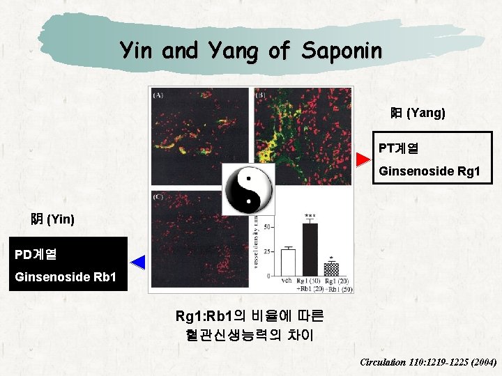 Yin and Yang of Saponin 阳 (Yang) PT계열 Ginsenoside Rg 1 阴 (Yin) PD계열