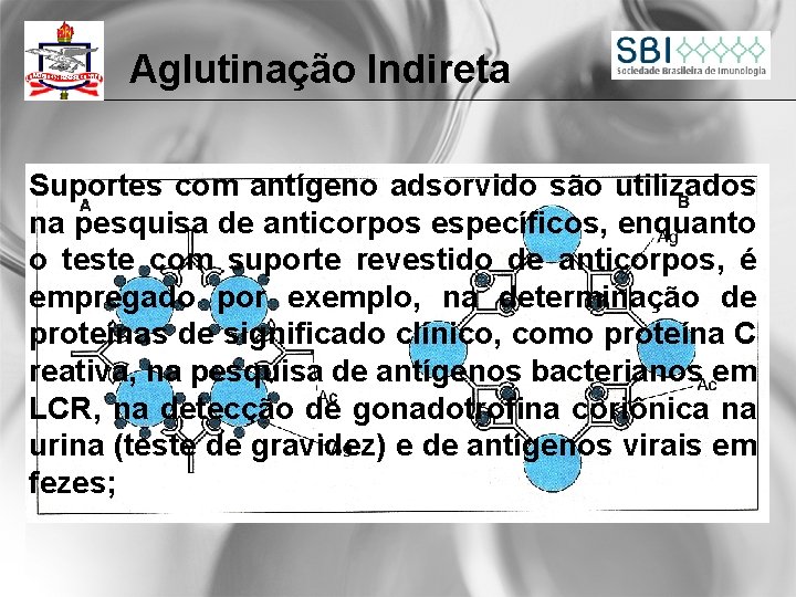 Aglutinação Indireta Suportes com antígeno adsorvido são utilizados na pesquisa de anticorpos específicos, enquanto