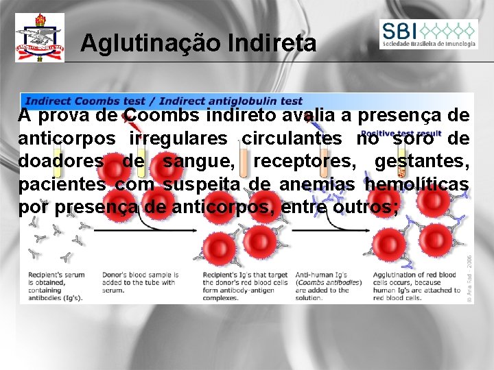 Aglutinação Indireta A prova de Coombs indireto avalia a presença de anticorpos irregulares circulantes