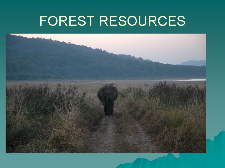 FOREST RESOURCES 