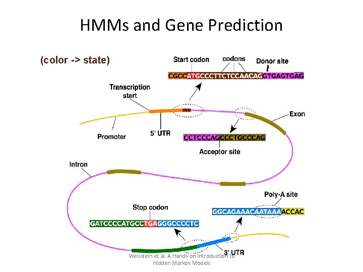 HMMs and Gene Prediction (color -> state) Weisstein et al. A Hands-on Introduction to