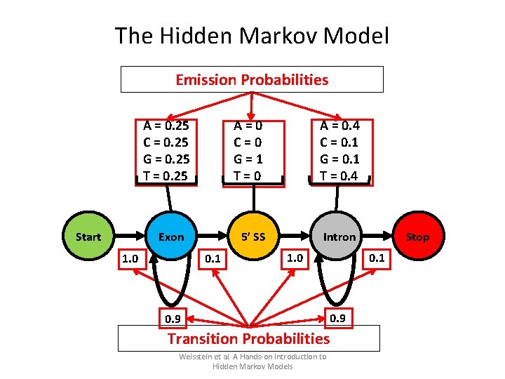 The Hidden Markov Model Emission Probabilities A = 0. 25 C = 0. 25