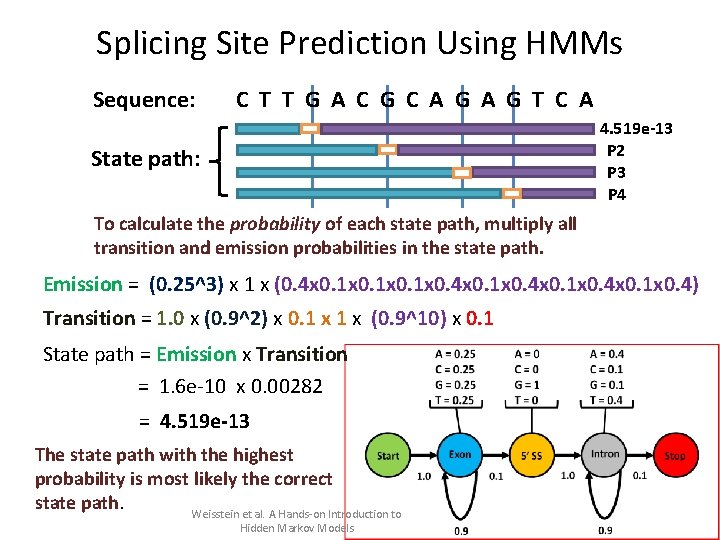 Splicing Site Prediction Using HMMs Sequence: C T T G A C G C