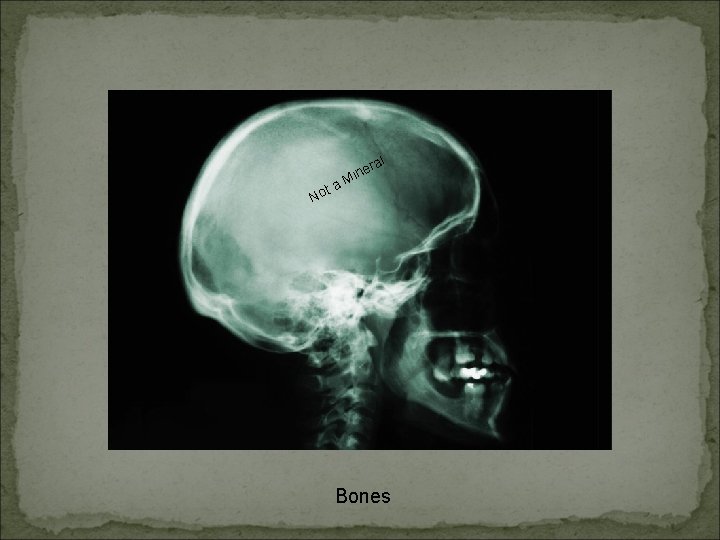 ta No l era n i M Bones 