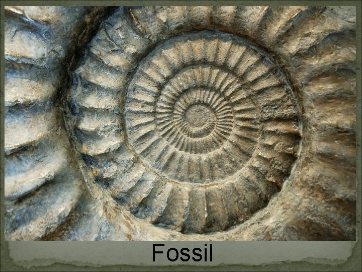 Fossil 