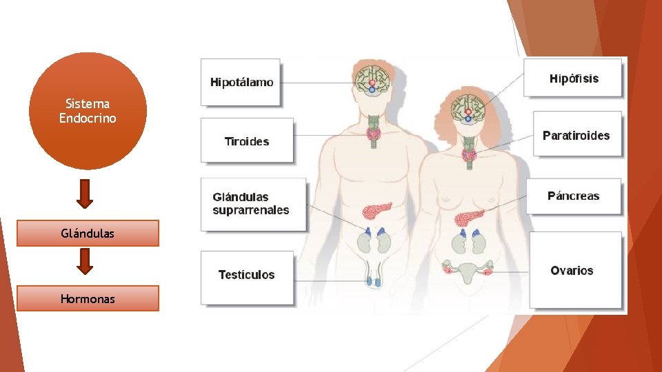 Sistema Endocrino Glándulas Hormonas 