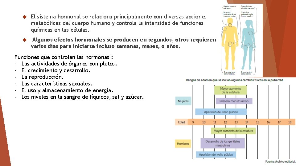  El sistema hormonal se relaciona principalmente con diversas acciones metabólicas del cuerpo humano