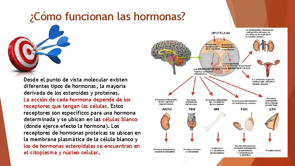 ¿Cómo funcionan las hormonas? Desde el punto de vista molecular existen diferentes tipos de