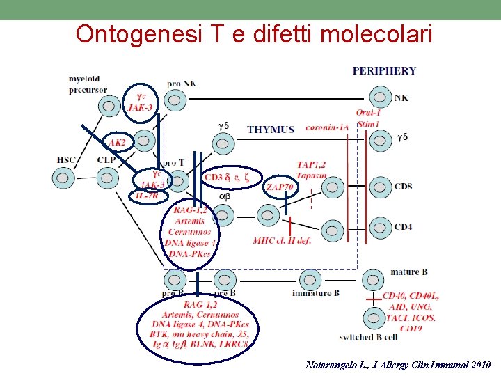 Ontogenesi T e difetti molecolari Notarangelo L. , J Allergy Clin Immunol 2010 