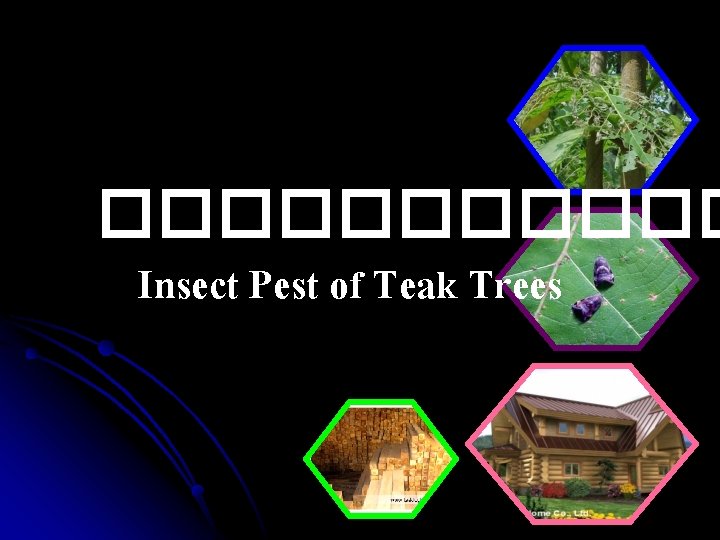 ������ Insect Pest of Teak Trees 