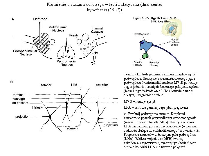 Karmienie u szczura dorosłego – teoria klasyczna (dual center hypothesis (1957)) Centrum kontroli jedzenia