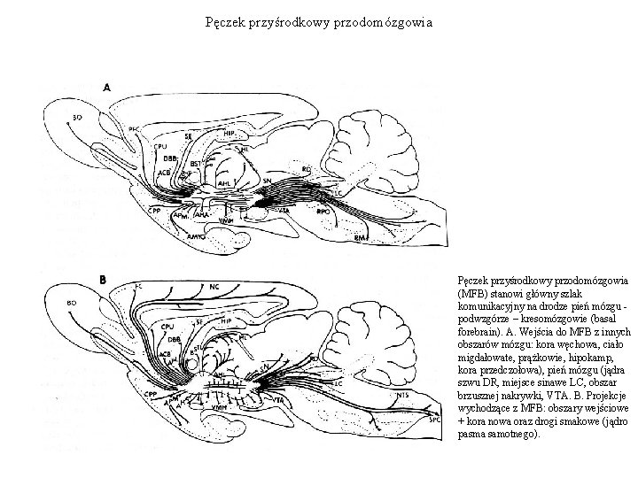 Pęczek przyśrodkowy przodomózgowia (MFB) stanowi główny szlak komunikacyjny na drodze pień mózgu podwzgórze –