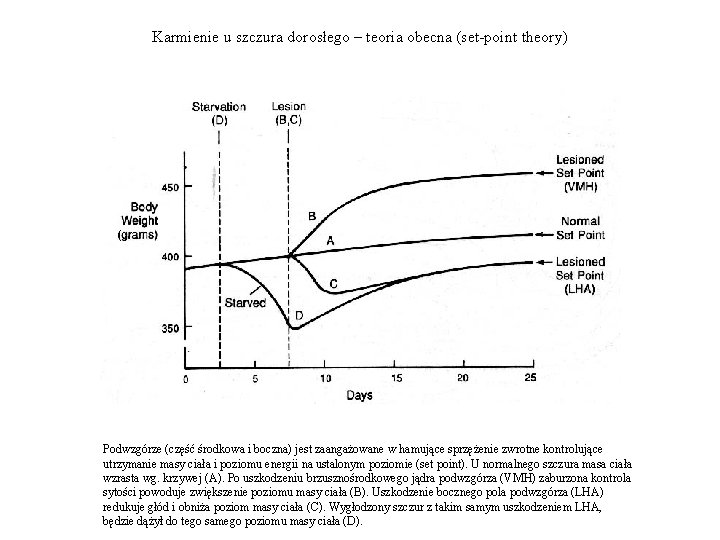 Karmienie u szczura dorosłego – teoria obecna (set-point theory) Podwzgórze (część środkowa i boczna)