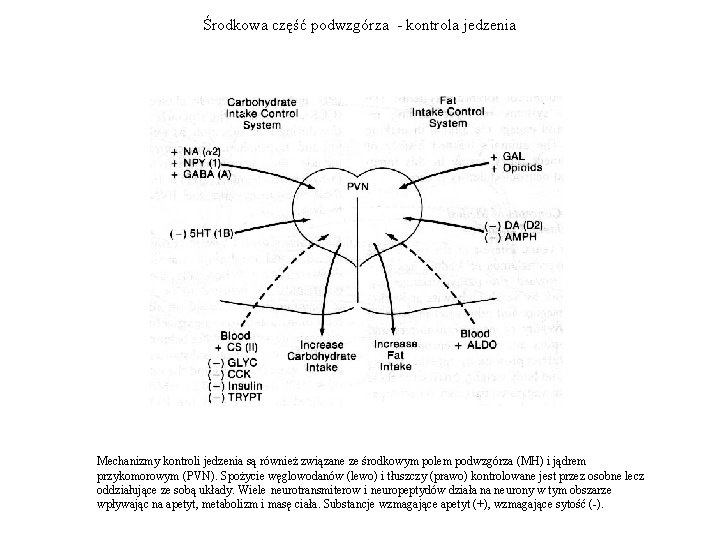 Środkowa część podwzgórza - kontrola jedzenia Mechanizmy kontroli jedzenia są również związane ze środkowym
