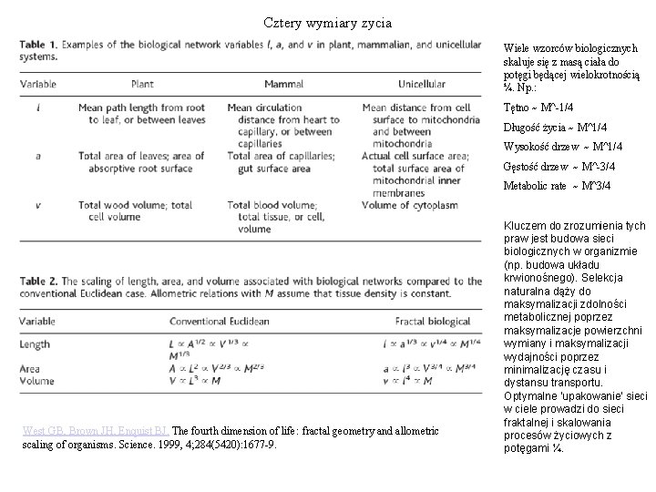 Cztery wymiary zycia Wiele wzorców biologicznych skaluje się z masą ciała do potęgi będącej Cztery wymiary zycia Wiele wzorców biologicznych skaluje się z masą ciała do potęgi będącej