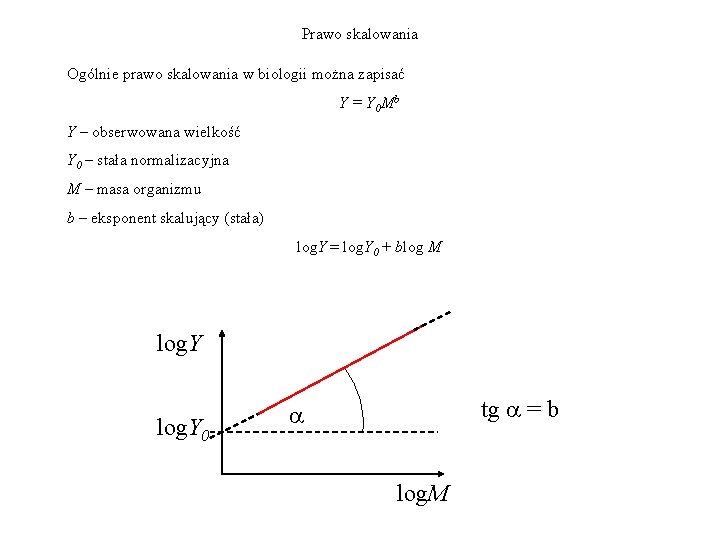 Prawo skalowania Ogólnie prawo skalowania w biologii można zapisać Y = Y 0 Mb