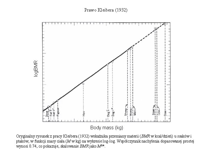 log. BMR Prawo Kleibera (1932) Body mass (kg) Oryginalny rysunek z pracy Kleibera (1932)