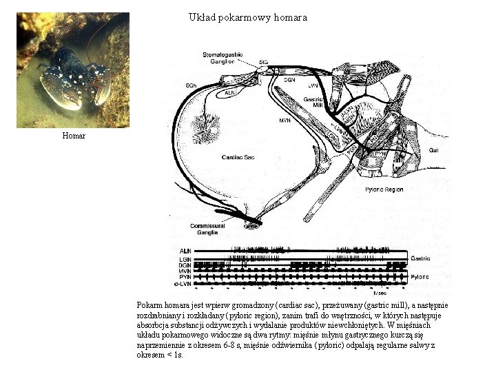 Układ pokarmowy homara Homar Pokarm homara jest wpierw gromadzony (cardiac sac), przeżuwany (gastric mill),