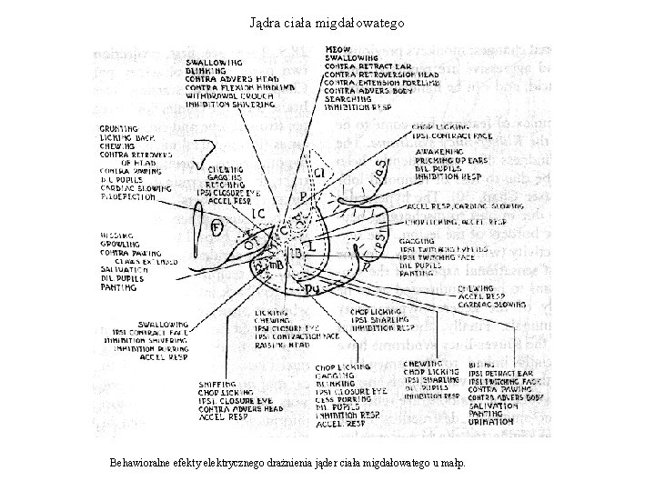 Jądra ciała migdałowatego Behawioralne efekty elektrycznego drażnienia jąder ciała migdałowatego u małp. 