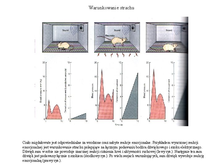 Warunkowanie strachu Ciało migdałowate jest odpowiedzialne za wrodzone oraz nabyte reakcje emocjonalne. Przykładem wyuczonej