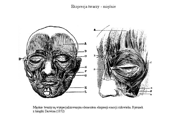 Ekspresja twarzy - mięśnie Mięśnie twarzy są wyspecjalizowanym elementem ekspresji emocji człowieka. Rysunek z