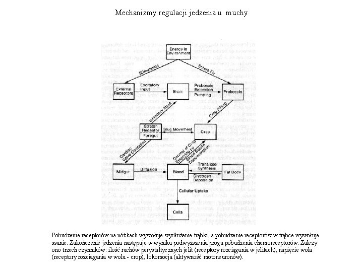 Mechanizmy regulacji jedzenia u muchy Pobudzenie receptorów na nóżkach wywołuje wydłużenie trąbki, a pobudzenie