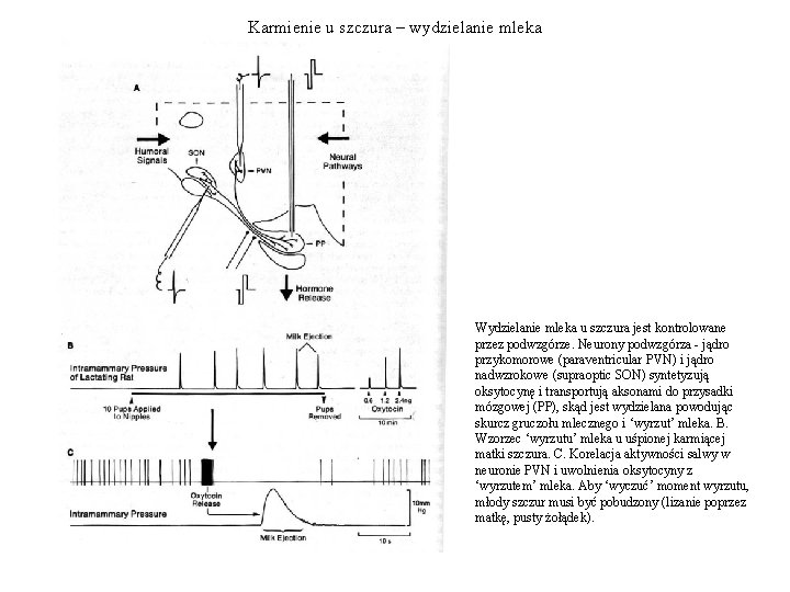 Karmienie u szczura – wydzielanie mleka Wydzielanie mleka u szczura jest kontrolowane przez podwzgórze. Karmienie u szczura – wydzielanie mleka Wydzielanie mleka u szczura jest kontrolowane przez podwzgórze.