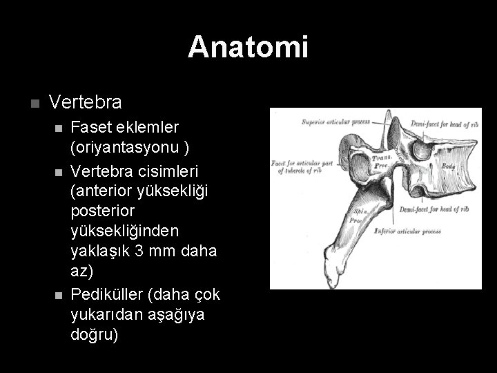 Anatomi n Vertebra n n n Faset eklemler (oriyantasyonu ) Vertebra cisimleri (anterior yüksekliği
