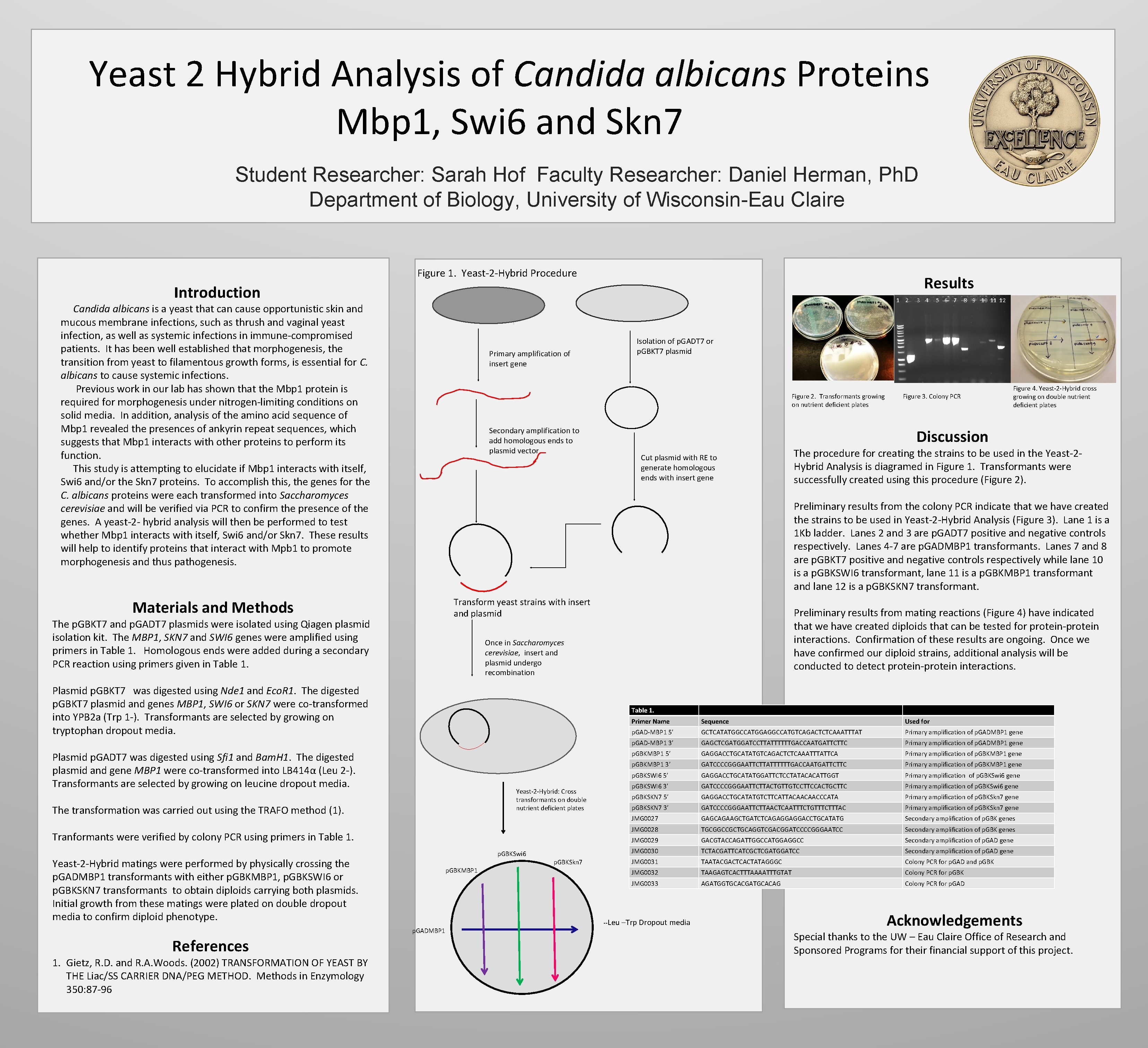 Yeast 2 Hybrid Analysis of Candida albicans Proteins Mbp 1, Swi 6 and Skn