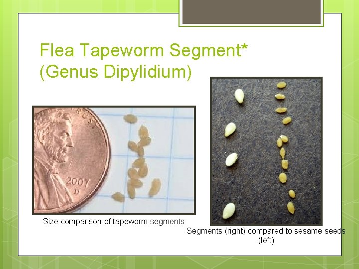 Flea Tapeworm Segment* (Genus Dipylidium) Size comparison of tapeworm segments Segments (right) compared to