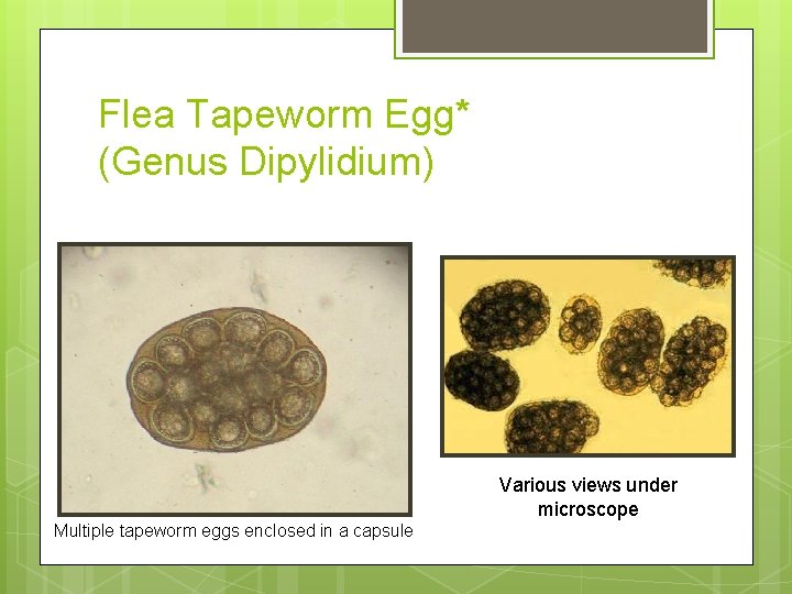 Flea Tapeworm Egg* (Genus Dipylidium) Various views under microscope Multiple tapeworm eggs enclosed in