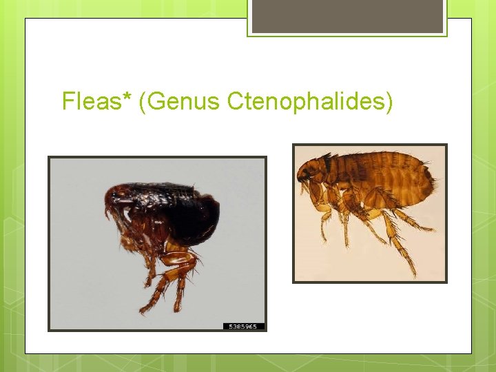Fleas* (Genus Ctenophalides) Fleas* (Genus Ctenophalides)
