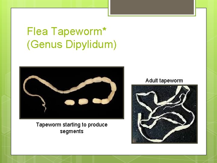 Flea Tapeworm* (Genus Dipylidum) Adult tapeworm Tapeworm starting to produce segments Flea Tapeworm* (Genus Dipylidum) Adult tapeworm Tapeworm starting to produce segments