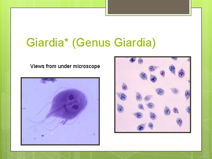 Giardia* (Genus Giardia) Views from under microscope 