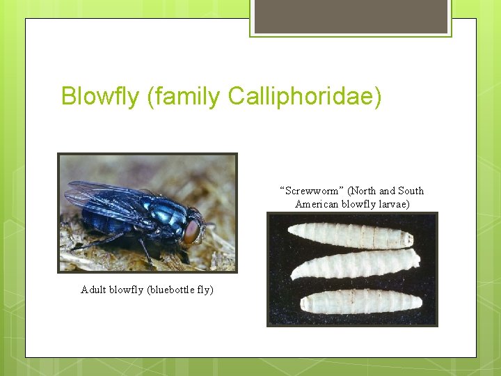 Blowfly (family Calliphoridae) “Screwworm” (North and South American blowfly larvae) Adult blowfly (bluebottle fly)