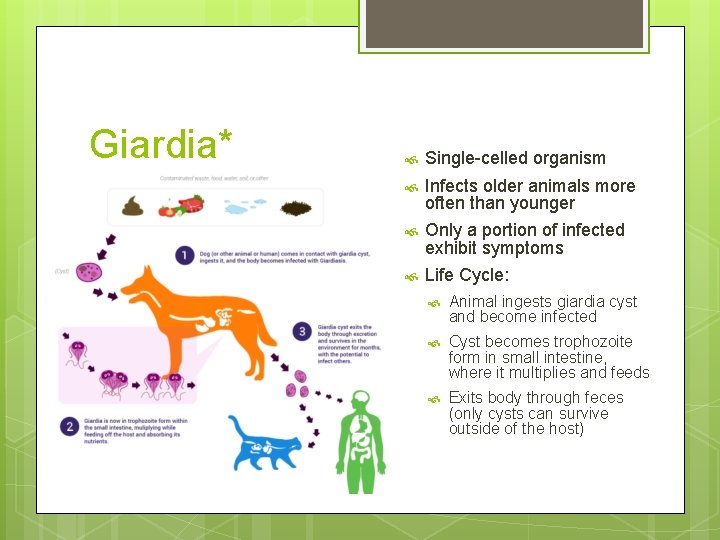 Giardia* Single-celled organism Infects older animals more often than younger Only a portion of