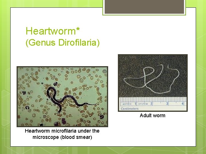 Heartworm* (Genus Dirofilaria) Adult worm Heartworm microfilaria under the microscope (blood smear) Heartworm* (Genus Dirofilaria) Adult worm Heartworm microfilaria under the microscope (blood smear)