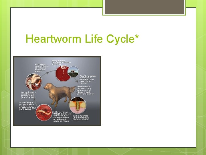 Heartworm Life Cycle* 