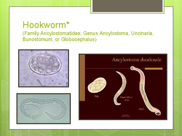 Hookworm* (Family Ancylostomatidae; Genus Ancylostoma, Uncinaria, Bunostomum, or Globocephalus) Hookworm* (Family Ancylostomatidae; Genus Ancylostoma, Uncinaria, Bunostomum, or Globocephalus)