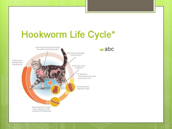 Hookworm Life Cycle* abc Hookworm Life Cycle* abc