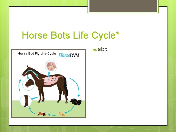 Horse Bots Life Cycle* abc Horse Bots Life Cycle* abc