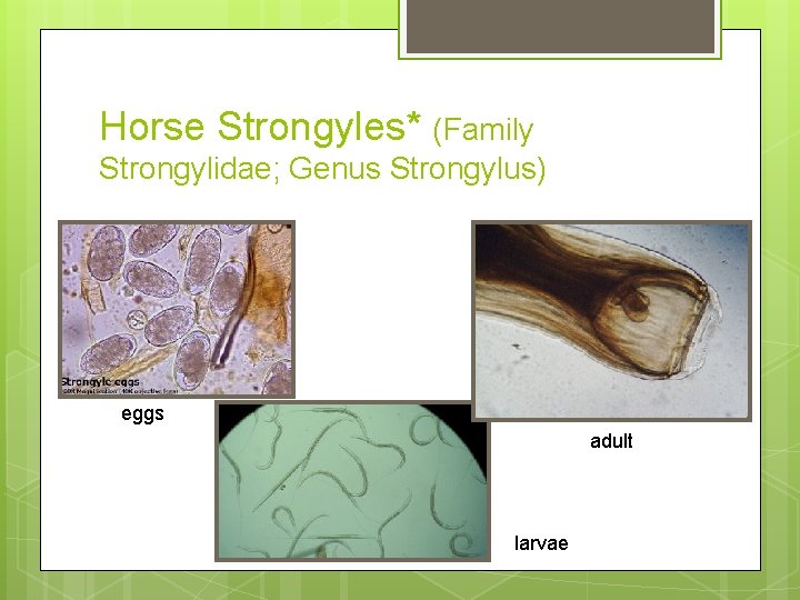 Horse Strongyles* (Family Strongylidae; Genus Strongylus) eggs adult larvae 