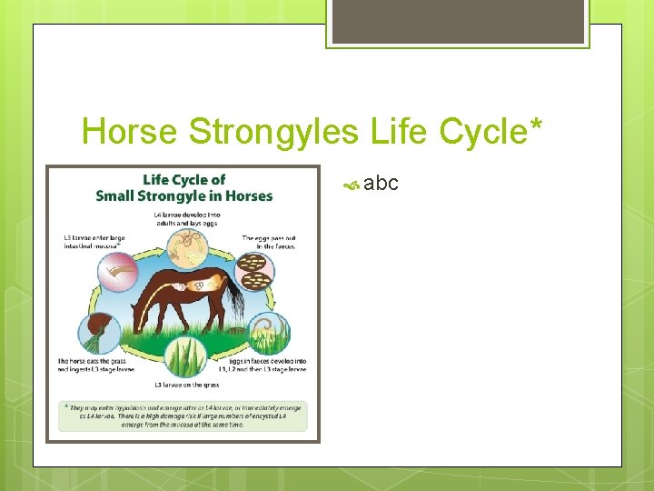 Horse Strongyles Life Cycle* abc 