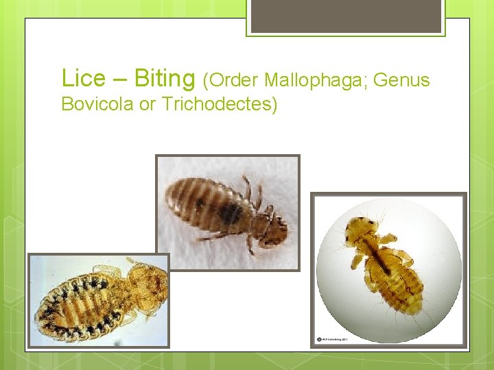 Lice – Biting (Order Mallophaga; Genus Bovicola or Trichodectes) 